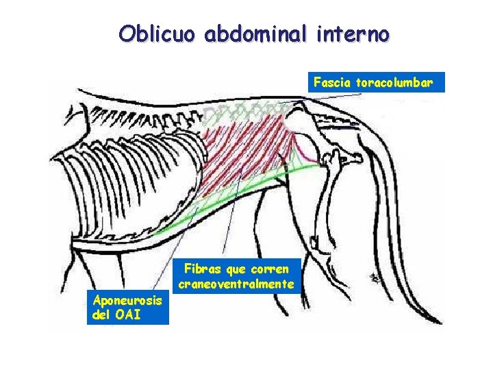Oblicuo abdominal interno Fascia toracolumbar Aponeurosis del OAI Fibras que corren craneoventralmente 