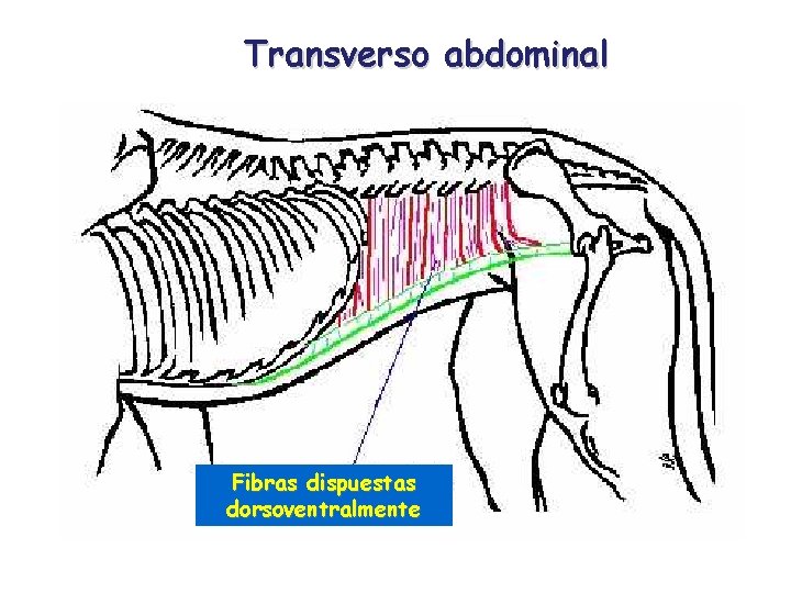 Transverso abdominal Fibras dispuestas dorsoventralmente 