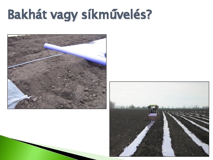 Bakhát vagy síkművelés? 