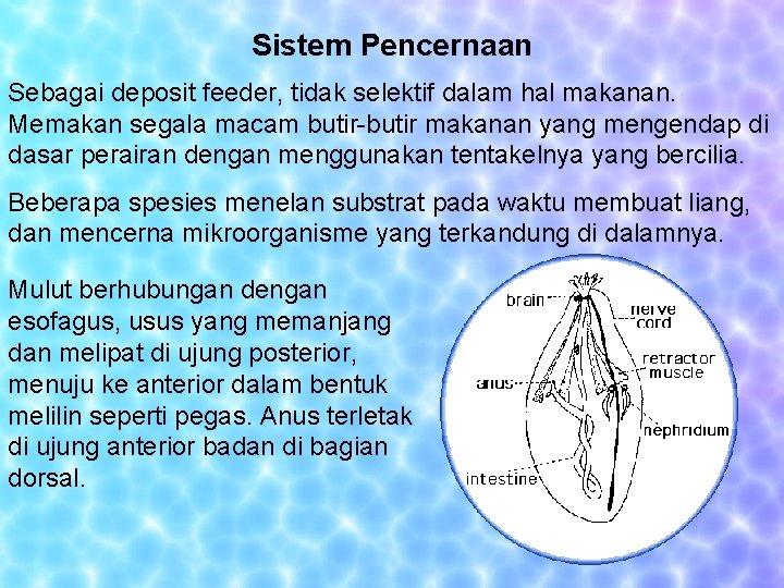 Sistem Pencernaan Sebagai deposit feeder, tidak selektif dalam hal makanan. Memakan segala macam butir-butir