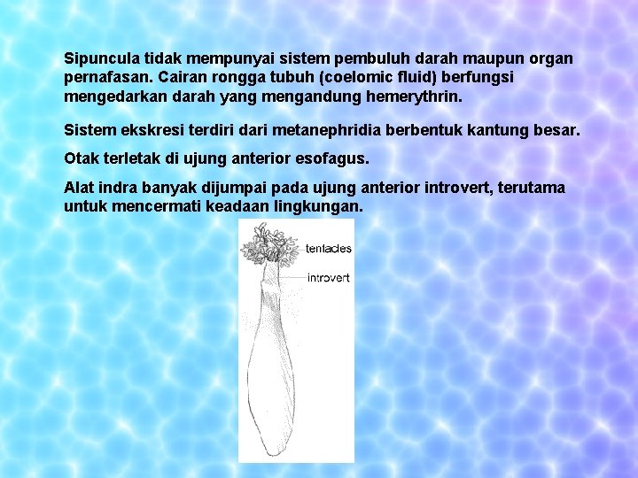 Sipuncula tidak mempunyai sistem pembuluh darah maupun organ pernafasan. Cairan rongga tubuh (coelomic fluid)