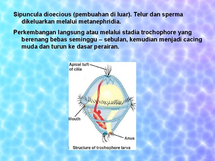 Sipuncula dioecious (pembuahan di luar). Telur dan sperma dikeluarkan melalui metanephridia. Perkembangan langsung atau