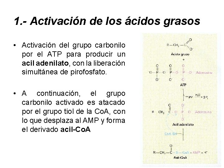 1. - Activación de los ácidos grasos • Activación del grupo carbonilo por el