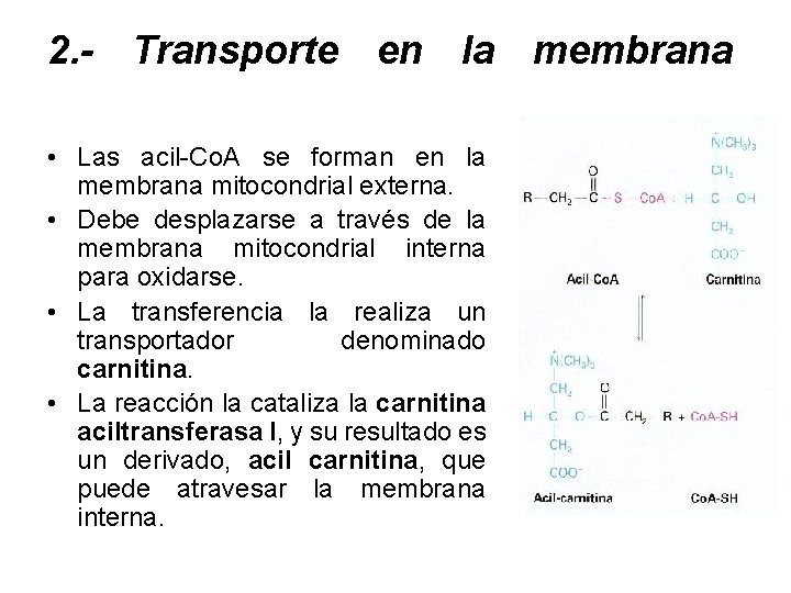 2. - Transporte en la membrana • Las acil-Co. A se forman en la