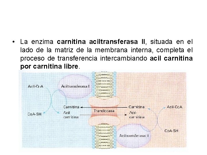  • La enzima carnitina aciltransferasa II, situada en el lado de la matriz