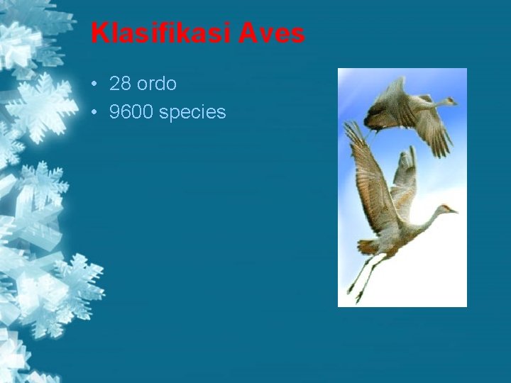Klasifikasi Aves • 28 ordo • 9600 species 