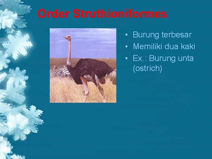 Order Struthioniformes • Burung terbesar • Memiliki dua kaki • Ex. : Burung unta