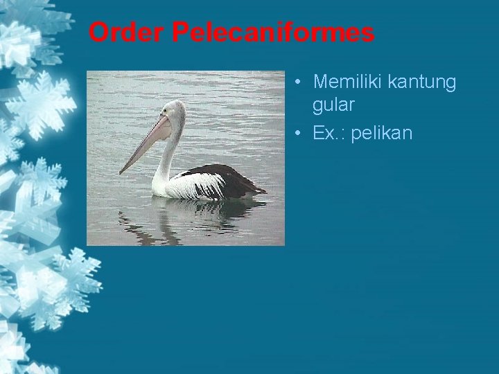 Order Pelecaniformes • Memiliki kantung gular • Ex. : pelikan 