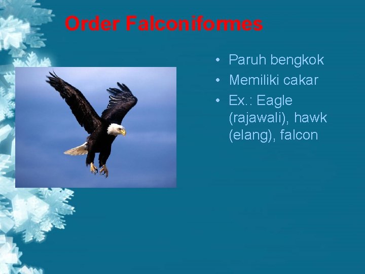 Order Falconiformes • Paruh bengkok • Memiliki cakar • Ex. : Eagle (rajawali), hawk