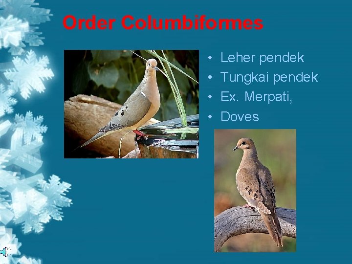 Order Columbiformes • • Leher pendek Tungkai pendek Ex. Merpati, Doves 