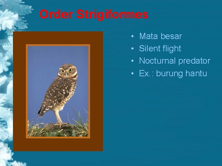Order Strigiformes • • Mata besar Silent flight Nocturnal predator Ex. : burung hantu