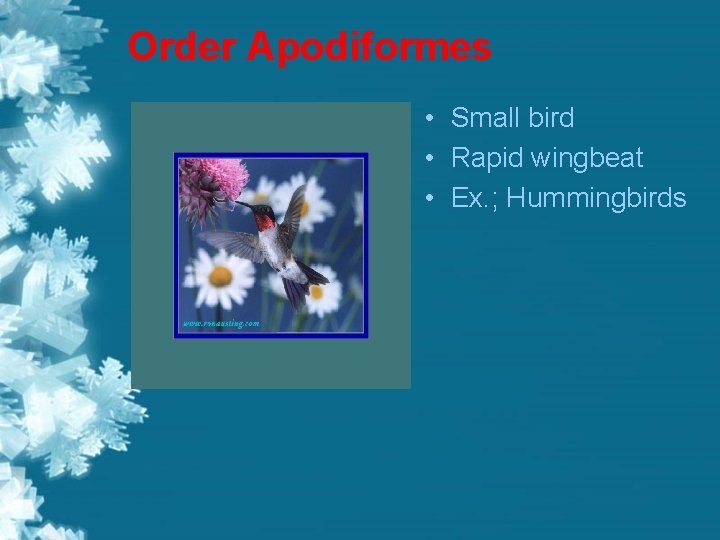 Order Apodiformes • Small bird • Rapid wingbeat • Ex. ; Hummingbirds 