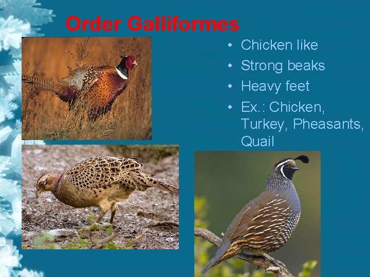 Order Galliformes • • Chicken like Strong beaks Heavy feet Ex. : Chicken, Turkey,