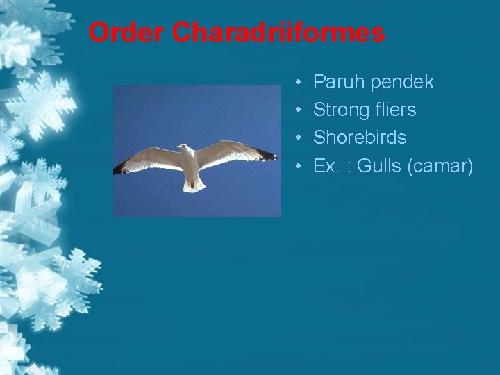Order Charadriiformes • • Paruh pendek Strong fliers Shorebirds Ex. : Gulls (camar) 