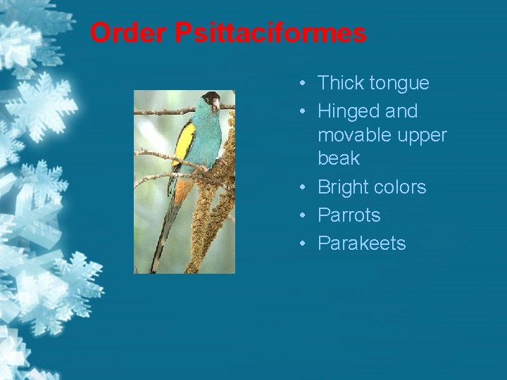 Order Psittaciformes • Thick tongue • Hinged and movable upper beak • Bright colors