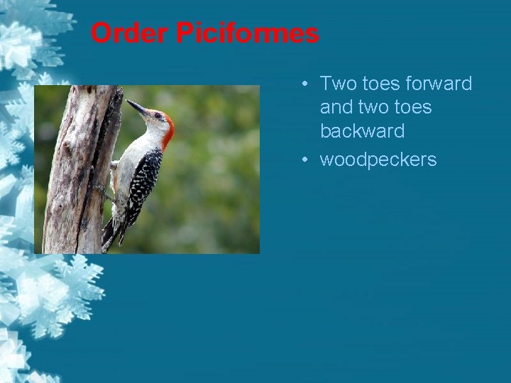 Order Piciformes • Two toes forward and two toes backward • woodpeckers 