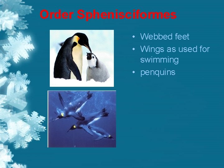 Order Sphenisciformes • Webbed feet • Wings as used for swimming • penquins 