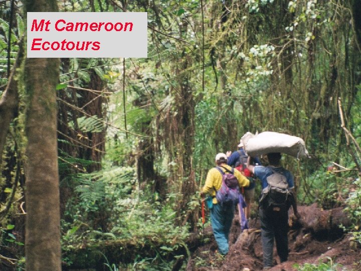 Mt Cameroon Ecotours Copyright © 2003 Ian H. Giddy Financial Restructuring 2 