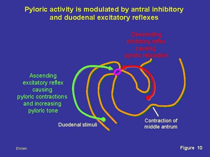 Pyloric activity is modulated by antral inhibitory and duodenal excitatory reflexes Descending inhibitory reflex