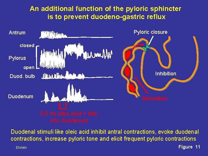 An additional function of the pyloric sphincter is to prevent duodeno-gastric reflux Pyloric closure