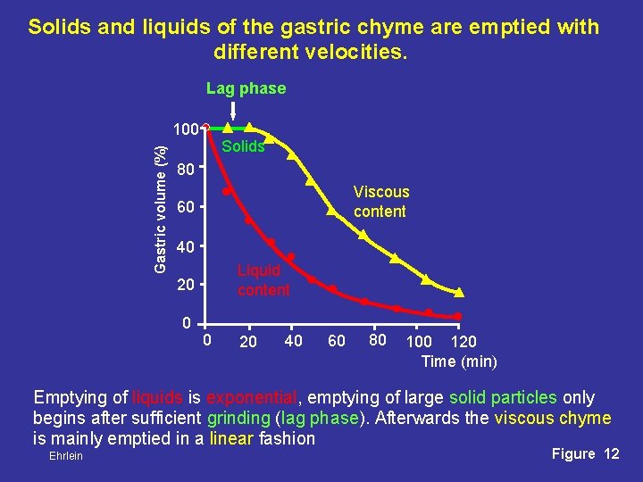 Solids and liquids of the gastric chyme are emptied with different velocities. Lag phase