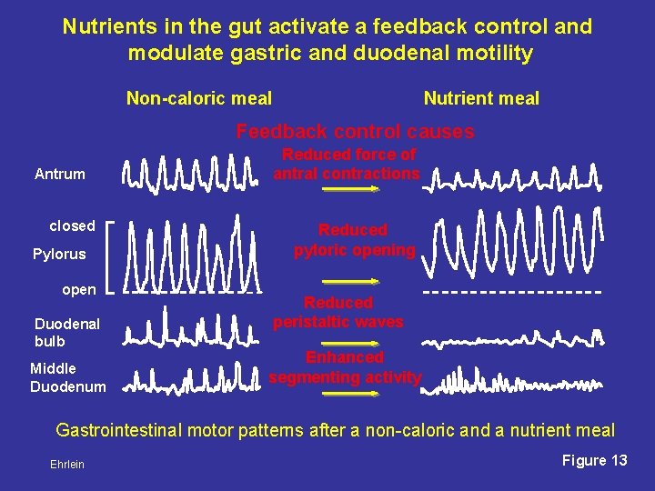 Nutrients in the gut activate a feedback control and modulate gastric and duodenal motility