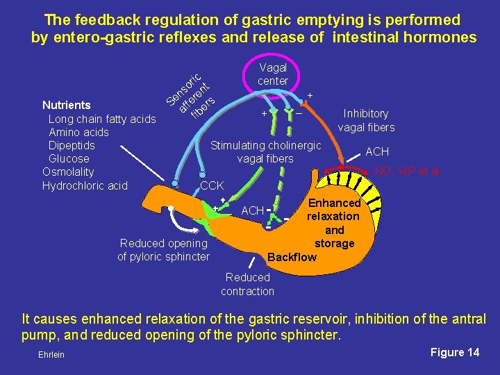 The feedback regulation of gastric emptying is performed by entero-gastric reflexes and release of