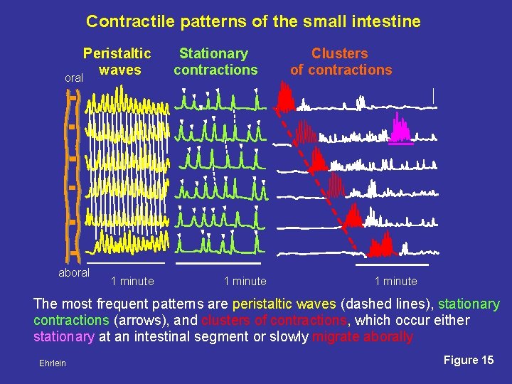 Contractile patterns of the small intestine Peristaltic waves oral aboral 1 minute Stationary contractions