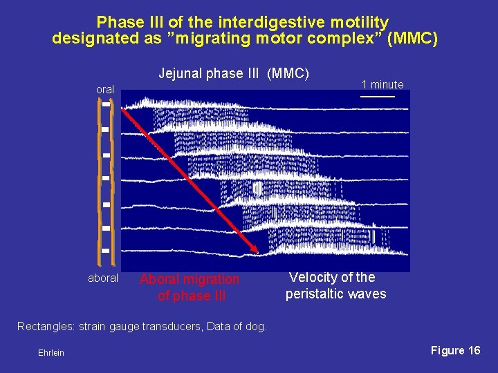 Phase III of the interdigestive motility designated as ”migrating motor complex” (MMC) Jejunal phase