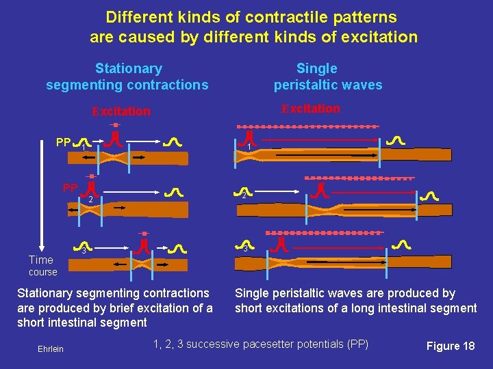 Different kinds of contractile patterns are caused by different kinds of excitation Stationary segmenting