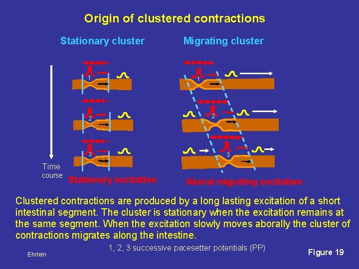 Origin of clustered contractions Stationary cluster 1 Migrating cluster 1 2 2 3 3