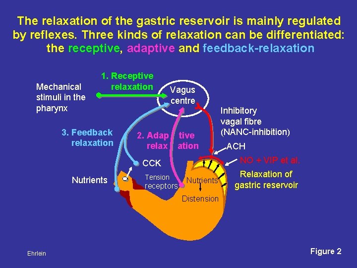 The relaxation of the gastric reservoir is mainly regulated by reflexes. Three kinds of