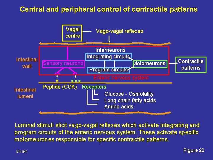 Central and peripheral control of contractile patterns Vagal centre Intestinal Sensory neurons wall Vago-vagal