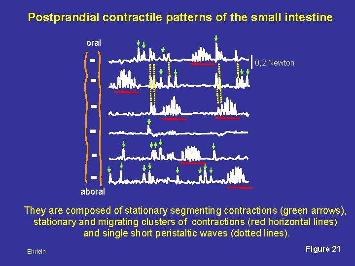 Postprandial contractile patterns of the small intestine oral 0, 2 Newton aboral They are