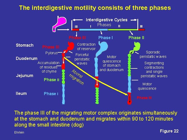 The interdigestive motility consists of three phases III Interdigestive Cycles Phases II I Phase