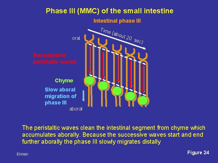 Phase III (MMC) of the small intestine Intestinal phase III Time oral (abo ut