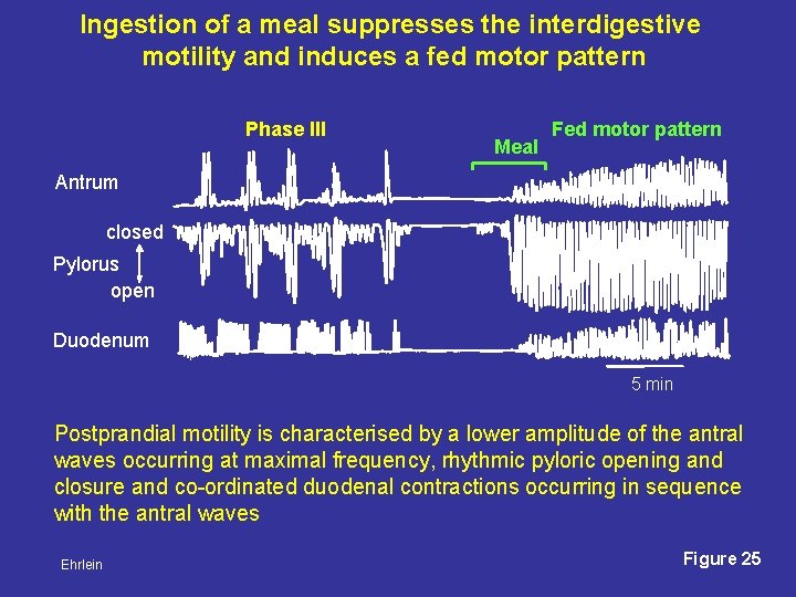 Ingestion of a meal suppresses the interdigestive motility and induces a fed motor pattern