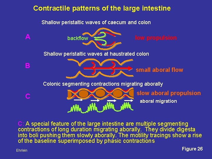 Contractile patterns of the large intestine Shallow peristaltic waves of caecum and colon A