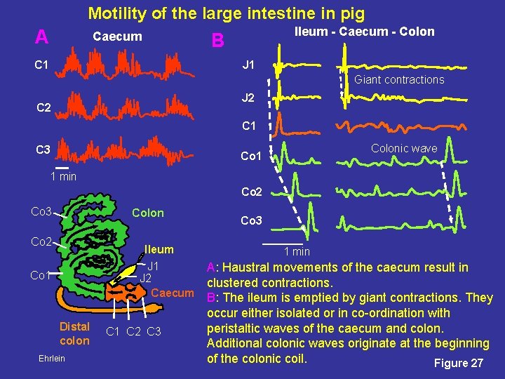 Motility of the large intestine in pig A Caecum Ileum - Caecum - Colon