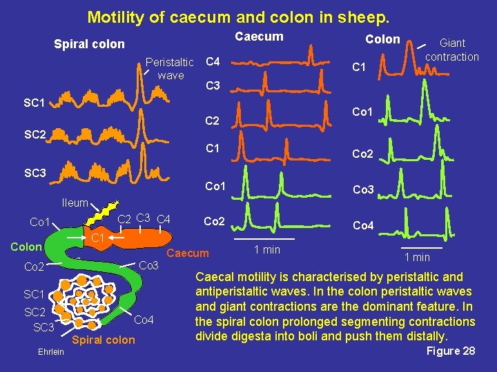 Motility of caecum and colon in sheep. Caecum Spiral colon Peristaltic wave C 4