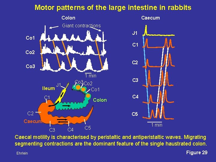 Motor patterns of the large intestine in rabbits Caecum Colon Giant contractions J 1