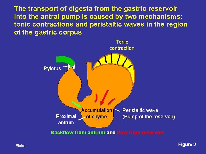 The transport of digesta from the gastric reservoir into the antral pump is caused