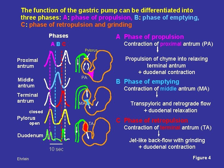 The function of the gastric pump can be differentiated into three phases: A: phase