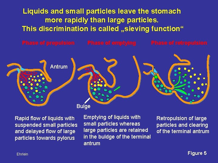 Liquids and small particles leave the stomach more rapidly than large particles. This discrimination