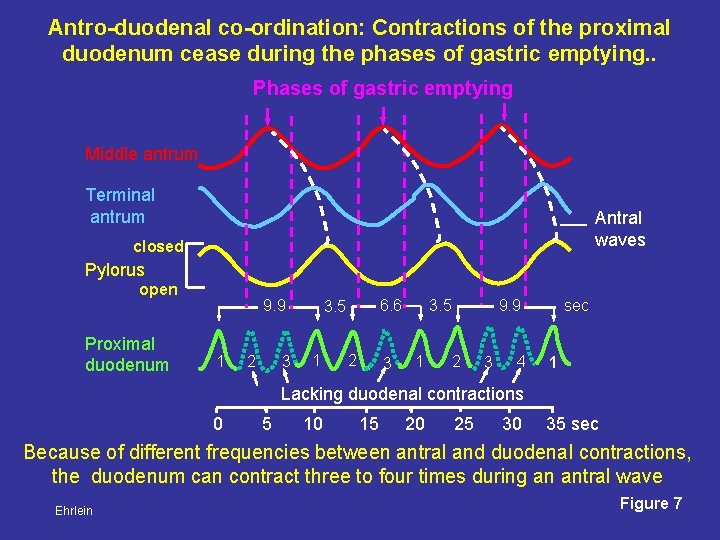 Antro-duodenal co-ordination: Contractions of the proximal duodenum cease during the phases of gastric emptying.