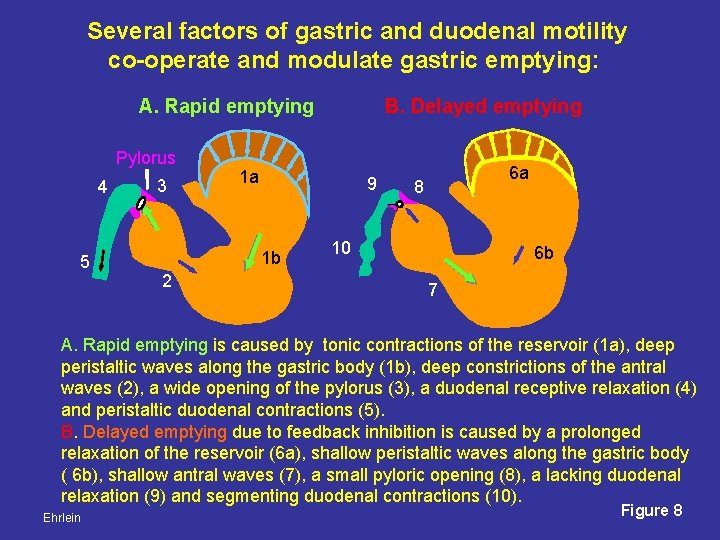 Several factors of gastric and duodenal motility co-operate and modulate gastric emptying: A. Rapid