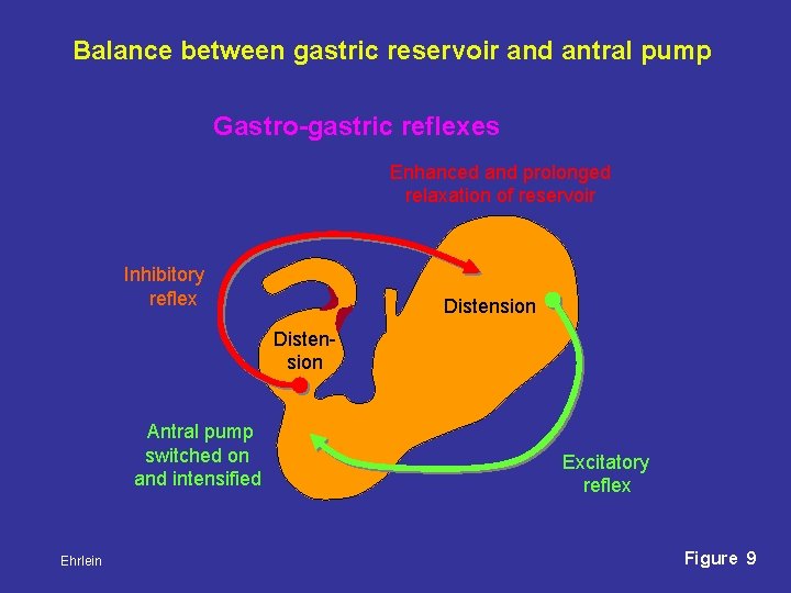 Balance between gastric reservoir and antral pump Gastro-gastric reflexes Enhanced and prolonged relaxation of