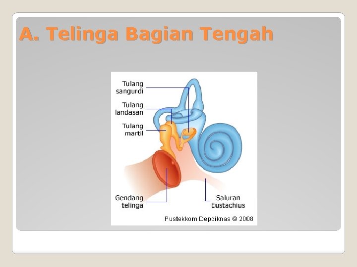 A. Telinga Bagian Tengah 