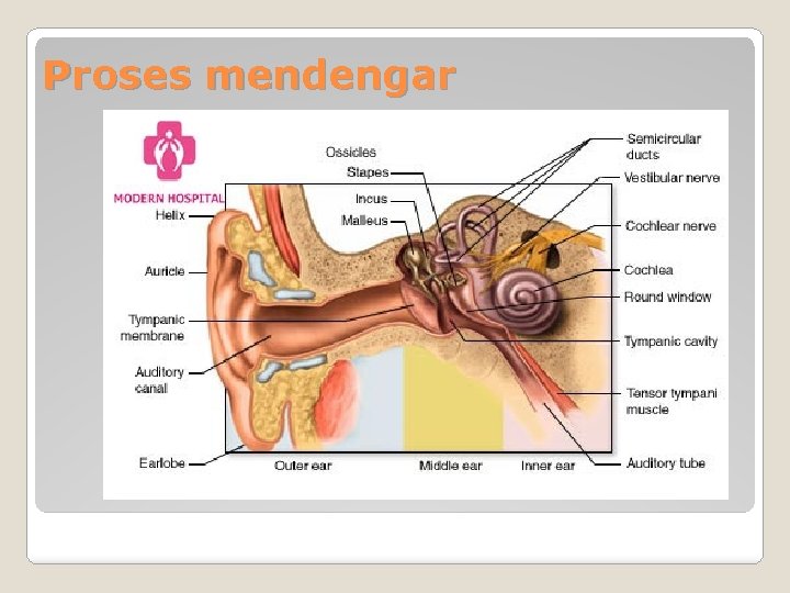 Proses mendengar 