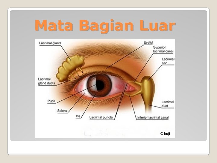 Mata Bagian Luar 